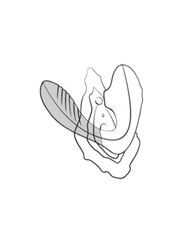 Image du ROMP Reverb, sextoy rabbit haut de gamme pour plaisir intense-6
